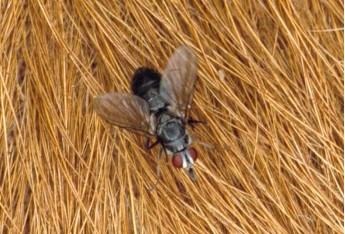 Cattle Fly Control Tips
